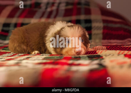 Quattro settimane di età neonato carino Border Collie puppy in ambiente domestico su un letto a scacchi coperchio. Foto Stock