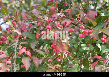 Euonymus europaeus 'Rosso' cascata bacche. Foto Stock