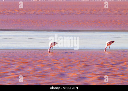 Laguna Colorada fenicotteri, Bolivia. Puna flamingo. Fauna andina. Rosso Laguna Foto Stock