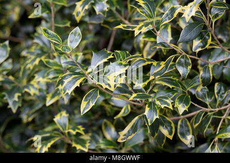 Osmanthus heterophyllus 'Aureomarginatus' foglie in inverno Foto Stock