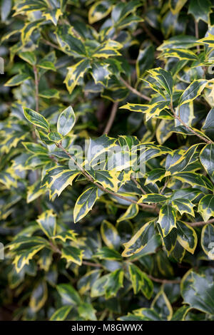 Osmanthus heterophyllus 'Aureomarginatus' foglie in inverno Foto Stock