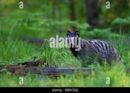 Cane procione (Nyctereutes procyonoides) nella foresta boreale, Europa Foto Stock