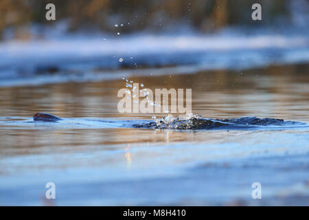 American visoni (Neovison vison) nuotare lungo il fiume, l'inverno, l'Europa. Foto Stock