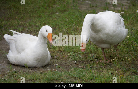Un gregge di domestici oche bianco a piedi lungo la sabbia contro una recinzione di legno. Paesaggio rurale. White oche domestiche sono a piedi. goose farm.Home oca. Foto Stock