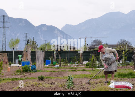 Gruppo di piazzole di Allotment dove la terra è parcelata per i pensionati a crescere lì proprio verdure come un hobby - Trento, Italia settentrionale, Europa Foto Stock