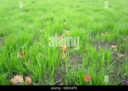 Autunno prato, la caduta delle foglie, ornamento Foto Stock