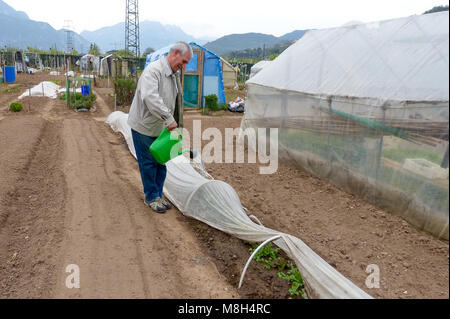 Gruppo di piazzole di Allotment dove la terra è parcelata per i pensionati a crescere lì proprio verdure come un hobby - Trento, Italia settentrionale, Europa Foto Stock