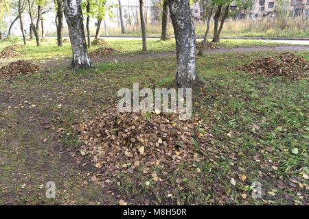 In autunno il parco della città. Caduto giallo foglie di acero raccolti in una pila ordinata sotto un albero in un prato Foto Stock