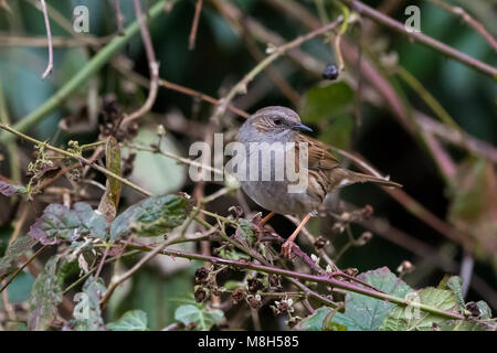 Dunnock nelle boccole a Attenborough Riserva Naturale, Nottingham, Regno Unito Foto Stock