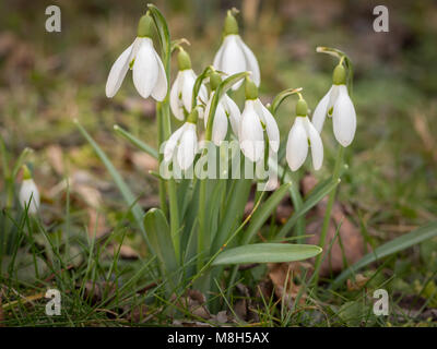 Un gruppo di bucaneve (Galanthus nivalis) nel giardino in primavera Foto Stock