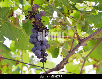 Uva la Peronospora o la peronospora. Fungo vigneti. Esso provocando malattie di uva. Attacca le foglie giovani di legno, fiori e frutta. Foto Stock