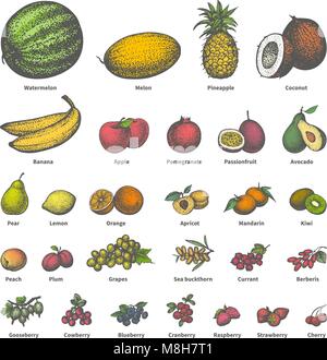 Vettore grande set di colore diverso succosa frutta matura Illustrazione Vettoriale