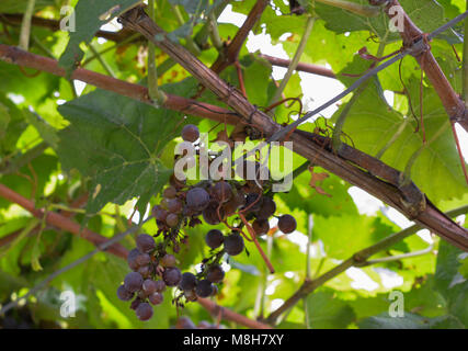 Uva la Peronospora o la peronospora. Fungo vigneti. Esso provocando malattie di uva. Attacca le foglie giovani di legno, fiori e frutta. Foto Stock