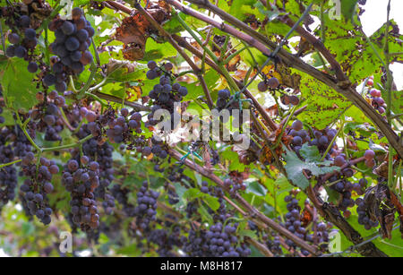 Uva la Peronospora o la peronospora. Fungo vigneti. Esso provocando malattie di uva. Attacca le foglie giovani di legno, fiori e frutta. Foto Stock