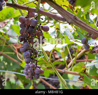 Uva la Peronospora o la peronospora. Fungo vigneti. Esso provocando malattie di uva. Attacca le foglie giovani di legno, fiori e frutta. Foto Stock