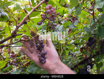 Uva la Peronospora o la peronospora. Fungo vigneti. Esso provocando malattie di uva. Attacca le foglie giovani di legno, fiori e frutta. Foto Stock