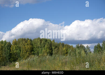 Il prato fiorito e Grove. Giornata di sole. Tipico paesaggio russo Foto Stock