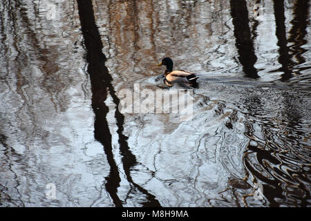 Un maschio di Mallard duck riflette sull'acqua Foto Stock