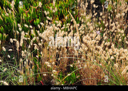 La flora delle dune. Beira Litoral, Portogallo Foto Stock