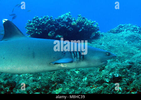 Whitetip Reef Shark (Triaenodon obesus) Nuoto sulla barriera corallina. Coiba, Panama Foto Stock