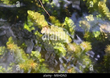 La bacopa limone e pappagallo di piuma. Foto Stock