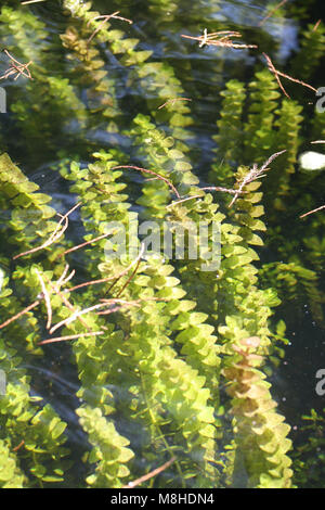 La bacopa di limone. Foto Stock