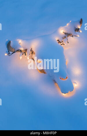 Imbianchiti mucca sterzare cranio e le corna decorate con bianco Natale luci SOTTO UN RIVESTIMENTO DI NEVE Foto Stock