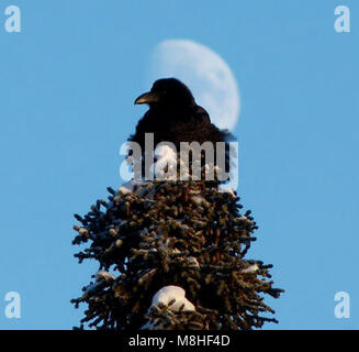 Corvo Imperiale (Corvus corax) e la luna. Un corvo si appoggia sulla cima di una neve-cuscinetto albero nella parte anteriore di una luna quasi piena. Foto Stock