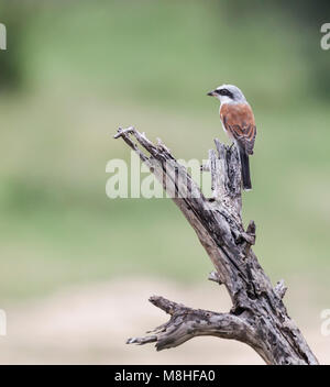 Red-backed Shrike, Lanius collurio, nel Parco di Kruger NP, Sud Africa Foto Stock