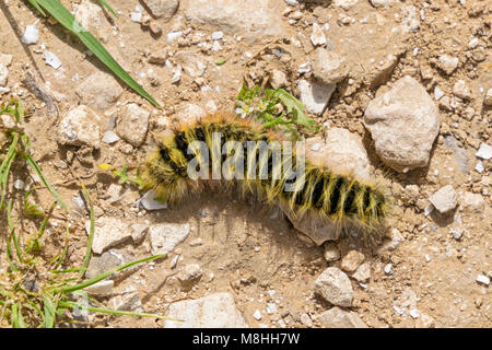 Il giallo e il nero nastrare lanosi bear larva di mangiare una foglia Foto Stock