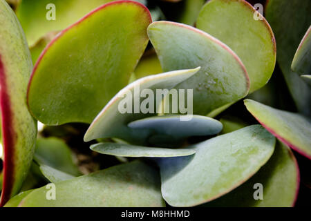 Succulente Flapjack Foto Stock