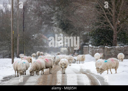 Flintshire, Wales, Regno Unito 18 marzo 2018, UK Meteo: con Met Office avvisi nel luogo di neve la Mini Bestia da est porta una conchiglia di Flintshire con temperature di congelamento e di neve con più sul modo in tutta la successiva 24ore. Un gregge di pecore al pascolo sulla distesa di sale da un aratro di neve sulle strade nel villaggio rurale di Rhes-y-CAE, Flintshire durante la pesante caduta di neve © DGDImages/Alamy Live News Foto Stock