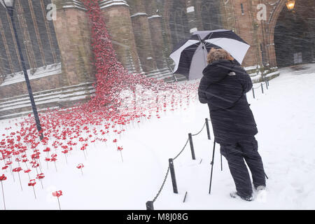 Hereford, Herefordshire, Regno Unito - Domenica 18 Marzo 2018 - La Cattedrale di Hereford nevicata durante la notte continua durante la Domenica mattina - un fotografo lotte come la neve cade sul pianto Windows in ceramica tecnica di papavero installazione dell'artista Paolo Cummins che commemora il centenario di WW1 - Steven può /Alamy Live News Foto Stock