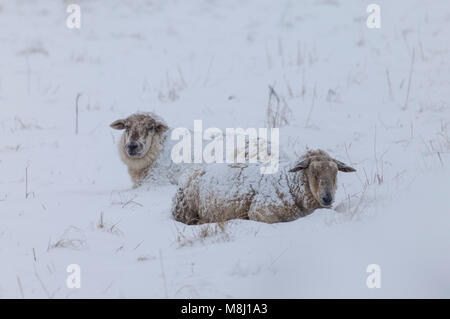 Marwood, Teesdale, nella contea di Durham. Domenica 18 Marzo 2018. Regno Unito Meteo. Come la Bestia da est 2 continua a soffiare l'Inghilterra settentrionale, due parzialmente interrati pecore hunker giù nella neve per evitare il peggio del meteo. Contea di Durham. David Forster/Alamy Live News Foto Stock