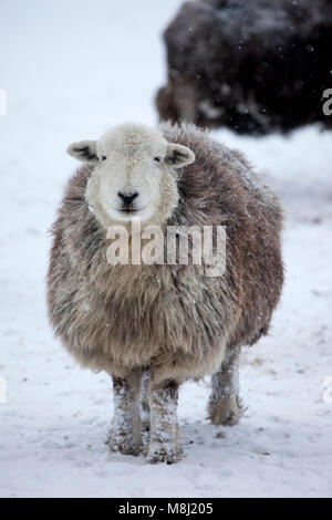 Contea di Durham. Domenica 18 marzo 2018. Regno Unito Meteo. Bestia da Oriente 2. È 'problema di ora' per queste pecore di Herdwick dure come la neve cade intorno loro a Teesdale, contea Durham, Inghilterra nordorientale. David Forster/Alamy Live News Foto Stock