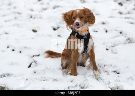 Il torneo di Wimbledon, Londra, Regno Unito. Il 18 marzo, 2018. Undici mesi cockapoo Pip nella neve su Wimbledon Common. Parti di Londra hanno svegliato di neve fresca e basse temperature questa mattina. Rob Powell/Alamy Live News Foto Stock