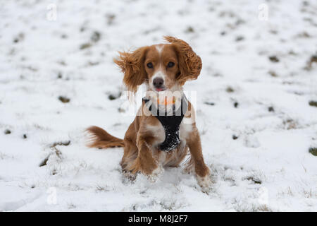 Il torneo di Wimbledon, Londra, Regno Unito. Il 18 marzo, 2018. Undici mesi cockapoo Pip nella neve su Wimbledon Common. Parti di Londra hanno svegliato di neve fresca e basse temperature questa mattina. Rob Powell/Alamy Live News Foto Stock