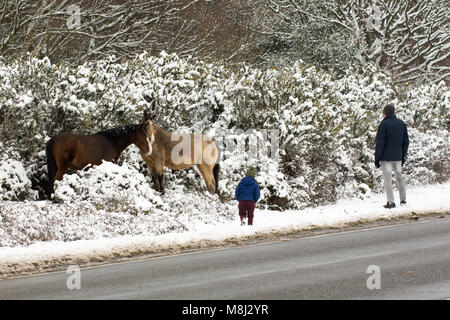 Uomo e ragazzo che guardano i pony della New Forest che foraggiano in cespugli di gola ricoperti di neve da ‘Bestia dall’Est 2’, Godshill, Fordingbridge, Hampshire, Inghilterra, Regno Unito, 18th marzo 2018. Foto Stock