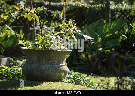 Zoysia macrantha prato in un giardino su Sydney North Shore, NSW Australia Foto Stock