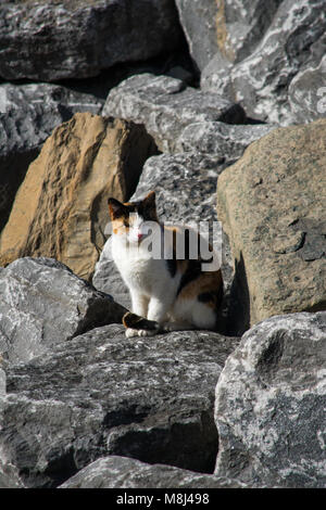 Un gatto randagio seduto in un parco sulle rocce Foto Stock