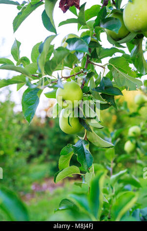 Frammento di un albero di mele mele verdi su un albero vicino fino Foto Stock