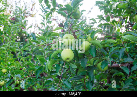 Frammento di un albero di mele mele verdi su un albero vicino fino Foto Stock