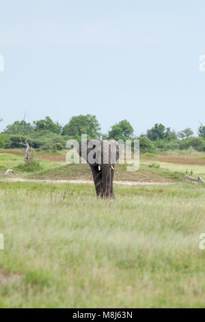 Elefante africano (Loxodonta africana). Unico bull nella prateria savana paesaggio. Esempio di vegetazione cambia a causa di pascolo degli animali e per la navigazione. Foto Stock