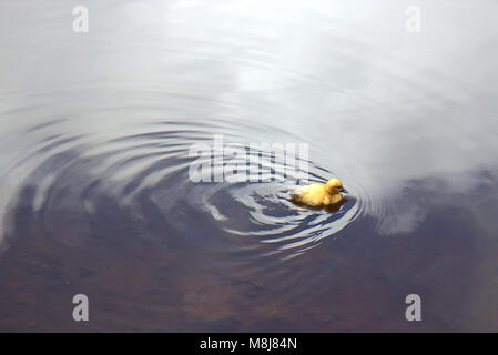 Anatra muta (Cairina moschata), isole Azzorre, Portogallo Foto Stock