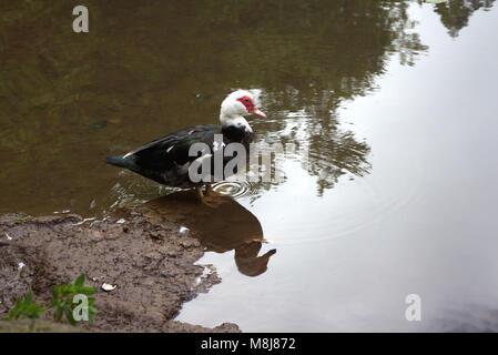 Anatra muta (Cairina moschata), isole Azzorre, Portogallo Foto Stock