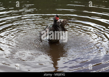 Anatra muta (Cairina moschata), isole Azzorre, Portogallo Foto Stock