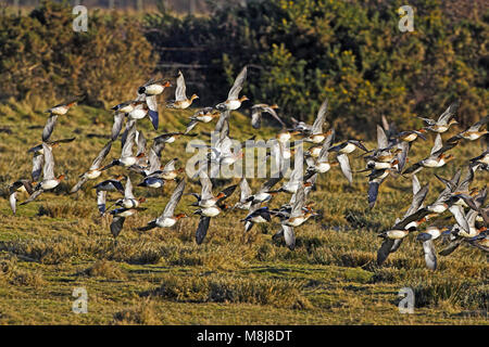 Fischione Anas penelope gregge di decollare da paludi Pennington Hampshire Wildlife Trust reserveNew Forest National Park Hampshire Inghilterra UK 2 Foto Stock