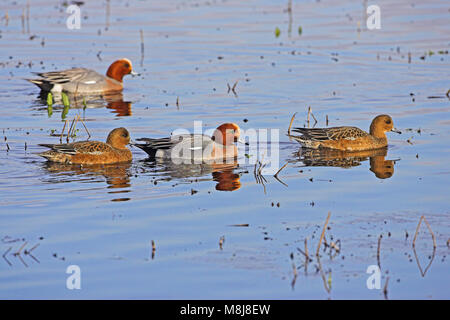 Fischione Anas penelope due maschi e due femmine su bassi fondali bassi Catcott Riserva Naturale Somerset England Regno Unito Febbraio 2006 Foto Stock