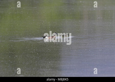 American wigeon Anas americana coppia alimentando il Red Rock Lakes National Wildlife Refuge Stati Uniti d'America Foto Stock