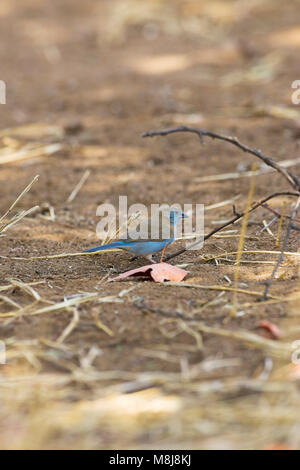 Blue waxbill Uraeginthus angolensis Parco Nazionale Kruger Sud Africa Foto Stock